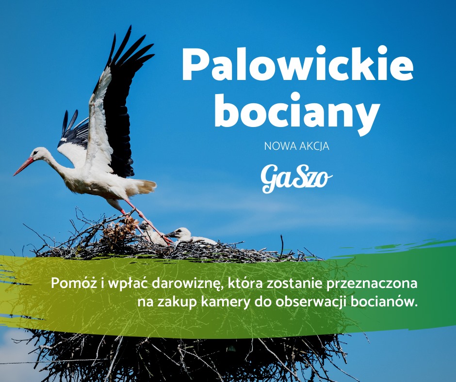 Palowickie bociany - Palowice.NET